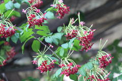 Quisqualis indica